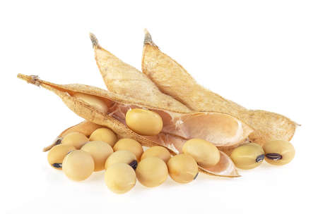 Soybean pods and beans on a white background. Dried soya beans.の写真素材