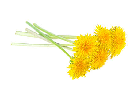 Yellow dandelion flowers on stem isolated on a white backgroundの写真素材