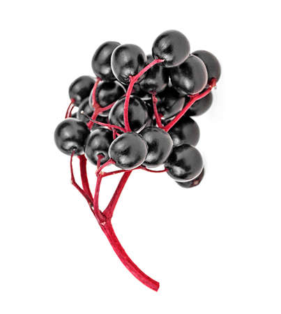 Branch of black elderberry on a white background, healthy food.の写真素材