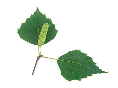 Green birch bud and leaves isolated on white backgroundの写真素材