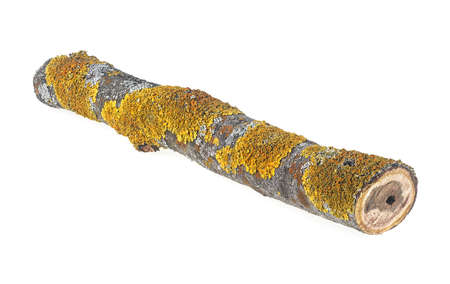 Tree branch is covered with a yellow fungus isolated on white backgroundの写真素材