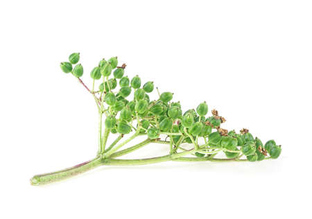 Green elderberry plant isolated on a white backgroundの写真素材