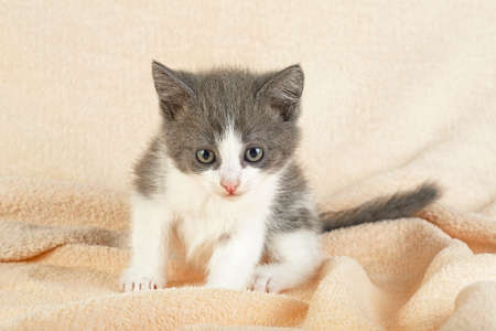 Funny little gray kitten on a blanket. Grey cat.の写真素材