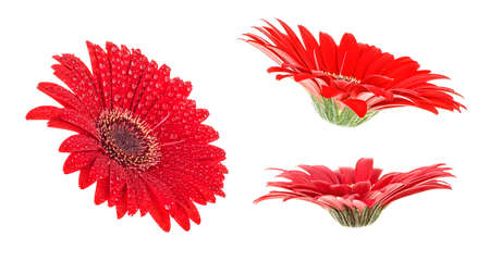 Set of red gerbera flowers isolated on a white backgroundの写真素材