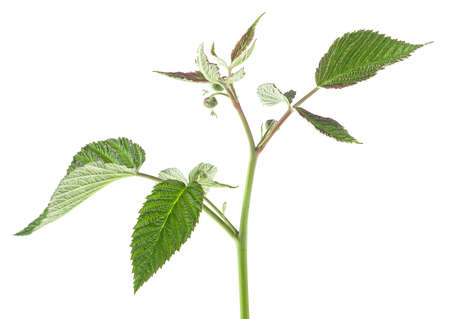 Raspberry leaf branch isolated on a white background. Green raspberry leaves.の写真素材