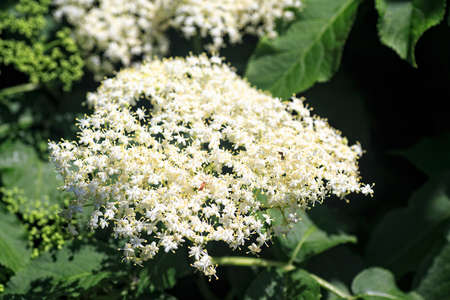 European black elderberry flowers. Elderberry blossom. Elderberry flowers. Elderflower in garden.の写真素材
