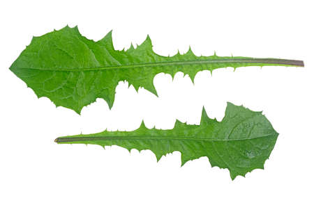 Two dandelion leaves isolated on a white background, top view.の写真素材