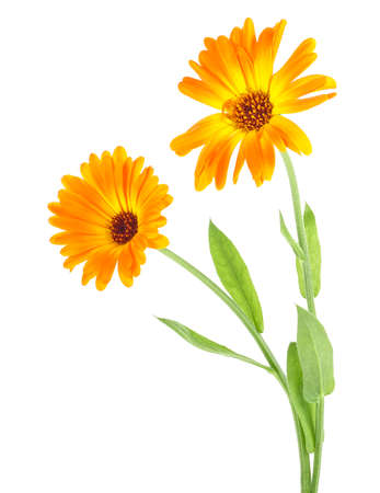 Two beautiful calendula flowers with leaves isolated on a white background. Marigold flowers.の写真素材