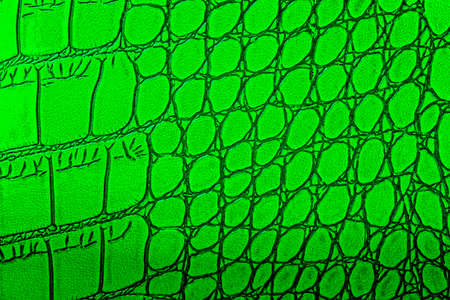 Green crocodile skin texture background. Reptile skin. Alligator skin.の写真素材