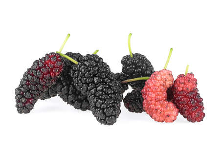 Mulberries fruit isolated on a white background. Pile of healthy mulberry fruit.の写真素材