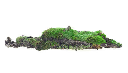 Green moss on soil isolated on a white background. Green moss on rotten branch. Wet moss.の写真素材