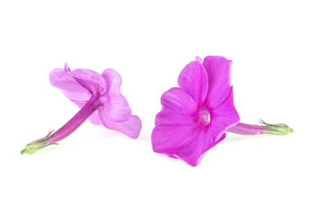 Two purple phlox flowers isolated on a white backgroundの写真素材