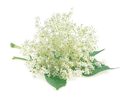 Flowers of Sambucus. Flowering branch of elderberry with leaves isolated on a white background.