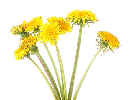 Yellow dandelion flowers isolated on a white background. Dandelion bouquet.の写真素材