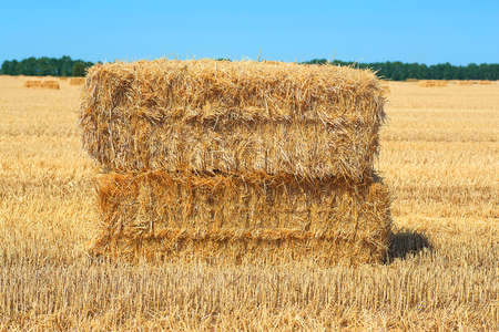 Bale of hay. Haystacks harvested on a field in summer. Farming symbol of harvest time with dried grass straw.の写真素材