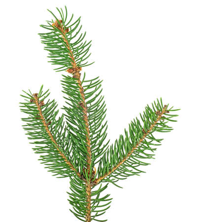 Branch of Christmas tree isolated on a white background. Fir tree branch.の写真素材