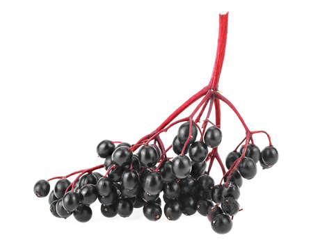 Closeup view of European black elderberry branch with berries isolated on a white background. Autumn forest berry.の写真素材