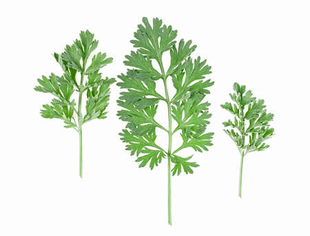 Three sprigs of medicinal wormwood isolated on a white background, top view. Sagebrush sprig. Artemisia, mugwort. Absinthe wormwood.の写真素材
