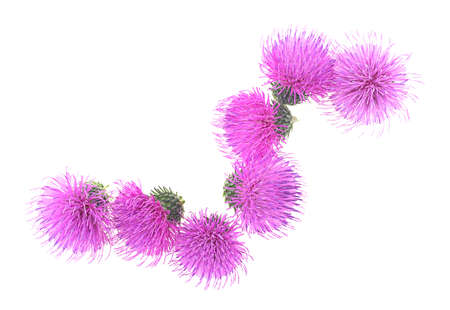 Milk thistle flowers isolated on a white background. Top view.の写真素材