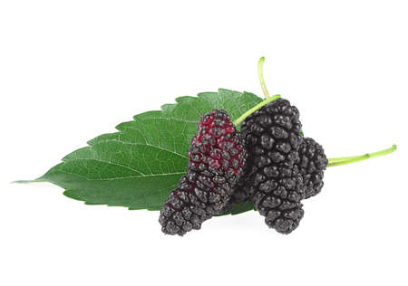 Three organic mulberry fruits with green leaf isolated on a white backgroundの写真素材