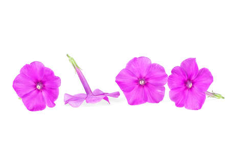 Purple phlox flowers isolated on a white backgroundの写真素材