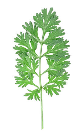 Sprig of medicinal wormwood isolated on a white background, top view. Sagebrush sprig. Absinthe wormwood.の写真素材