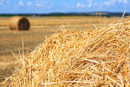 Rolls of hay in the autumn field. Bales of straw in the wheat field. Agricultural background.の写真素材