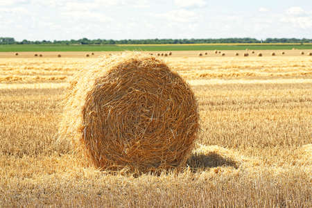 Hay bale. Haystacks harvested on a field in summer. Haystack rolls on agriculture field landscape....