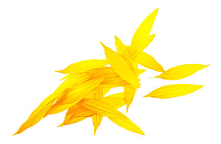 Sunflower petals isolated on a white background. Yellow petals.の写真素材