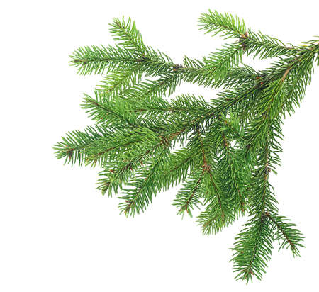 Pine tree branch isolated on a white background. Evergreen tree branch.の写真素材