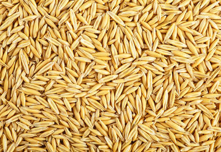 Background of oat grains. Healthy eating. Natural oat grains background.の写真素材