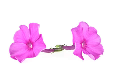 Two purple phlox flowers isolated on a white background. Blossoming flower phlox.の写真素材
