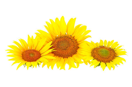 Three yellow sunflowers isolated on a white backgroundの写真素材