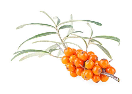 Sea buckthorn - fresh ripe berries on branch with leaves isolated on a white background.の写真素材