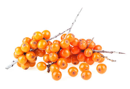 Sea buckthorn branches with berries isolated on a white backgroundの写真素材
