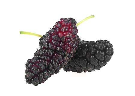 Juicy ripe mulberries isolated on a white background. Two fresh mulberries.の写真素材