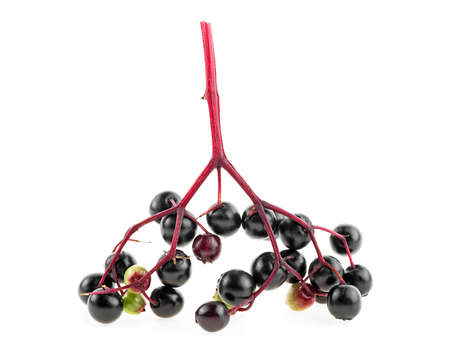 Young branch of black elderberry isolated on a white background. Black elderberry fresh fruit.の写真素材
