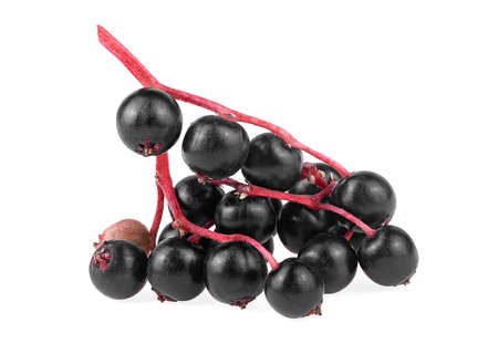 Bunch of elderberries isolated on a white background. Sambucus. Elder or Elderberry.の写真素材