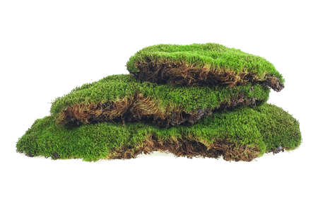 Green moss isolated on a white background. Green mossy hill. Moss pyramid.の写真素材