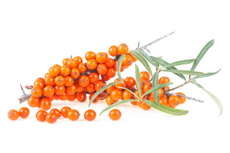 Branch of sea buckthorn berries with green leaves isolated on a white backgroundの写真素材
