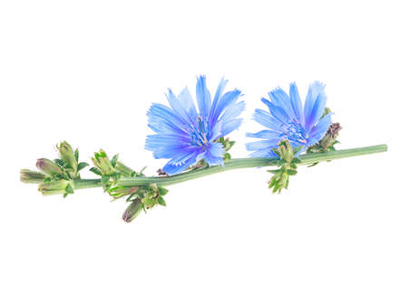 Fresh blue flowers of chicory on branch isolated on a white background. Cichorium intybus.の写真素材