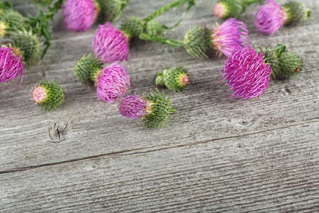 Wild medicinal plant thistle on a wooden background. Thistles on a wooden desk. Milk Thistle plant.の写真素材