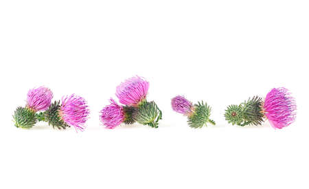 Flowers of thistle isolated on a white background. Milk thistle plant (Silybum). Scottish thistle.の写真素材