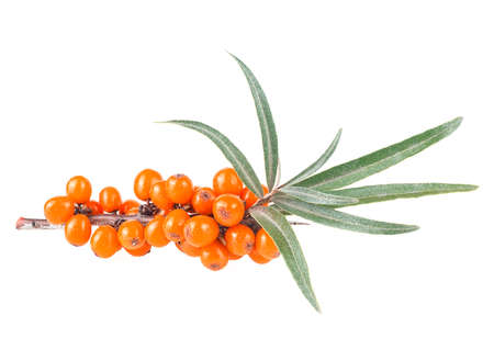 Sea buckthorn - Fresh ripe berry with green leaves on branch isolated on a white background.の写真素材