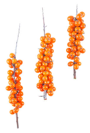 Sea buckthorn. Three branch with berries isolated on a white background, top view.の写真素材
