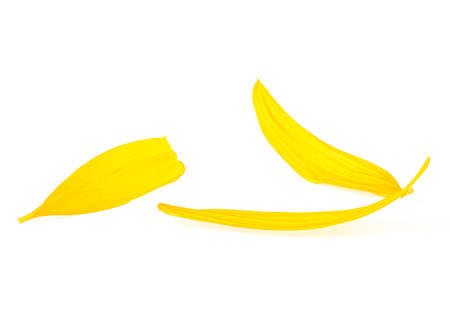 Three sunflower petals isolated on a white background, yellow petals.の写真素材