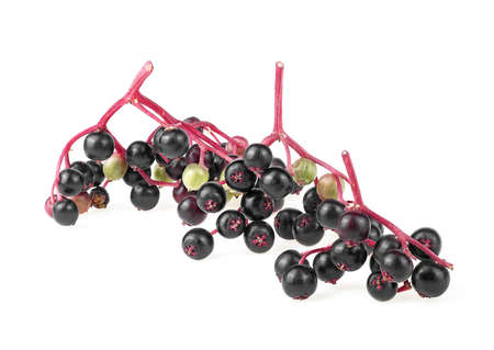 Fresh branches of elderberry isolated on a white background. Sambucus. Elder or Elderberry.の写真素材