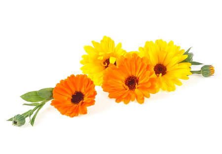 Marigold flowers with green leaves isolated on a white background. Calendula flowers.の写真素材