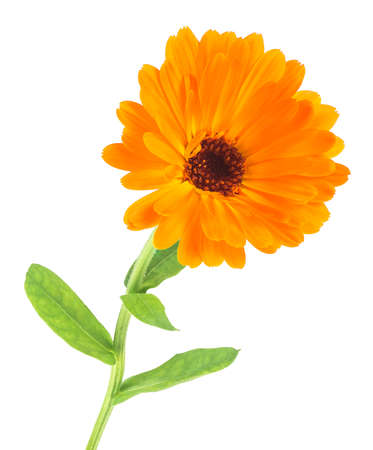 Orange calendula flower Isolated on a white background. Calendula officinalis. Marigold.の写真素材