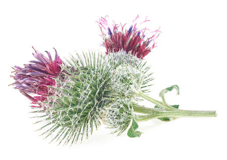 Medicinal plant of burdock isolated on a white background. Prickly heads of burdock flowers.の写真素材